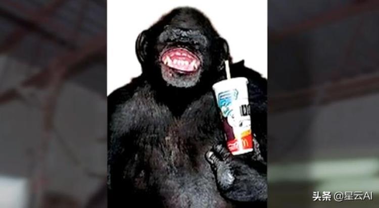 猩猩为什么不适合当宠物,特拉维斯黑猩猩伤人真实事件