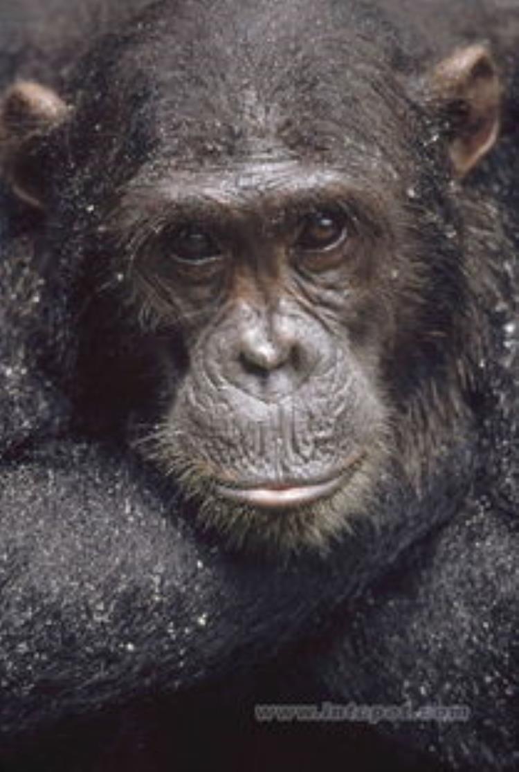 猩猩为什么不适合当宠物,特拉维斯黑猩猩伤人真实事件