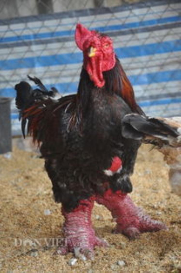 鸡是霸王龙进化而来的吗,鸡真的是由霸王龙进化来的吗