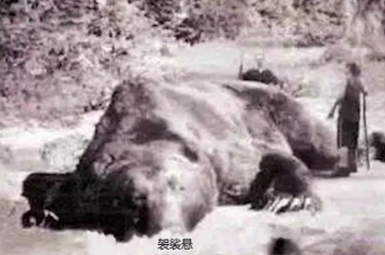 史上最重的熊有多少斤「史上最凶猛的熊」