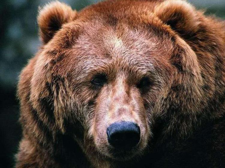 史上最重的熊有多少斤「史上最凶猛的熊」