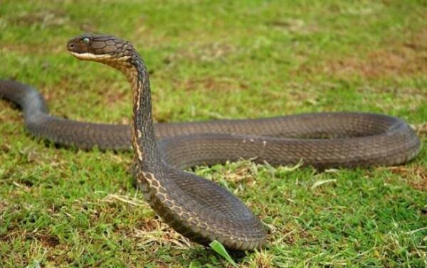 世界上最大的海怪，卡布罗龙（头部像蛇/身长高达20米）