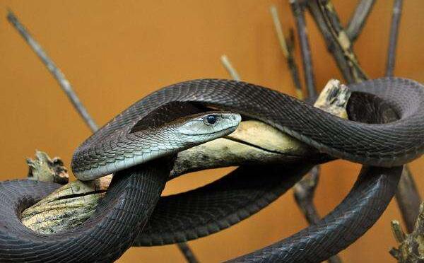 世界上最大的海怪，卡布罗龙（头部像蛇/身长高达20米）