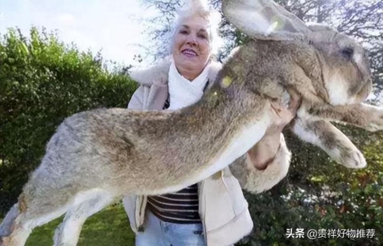 巨型食肉兔子,巨型肉兔最大能长多少斤