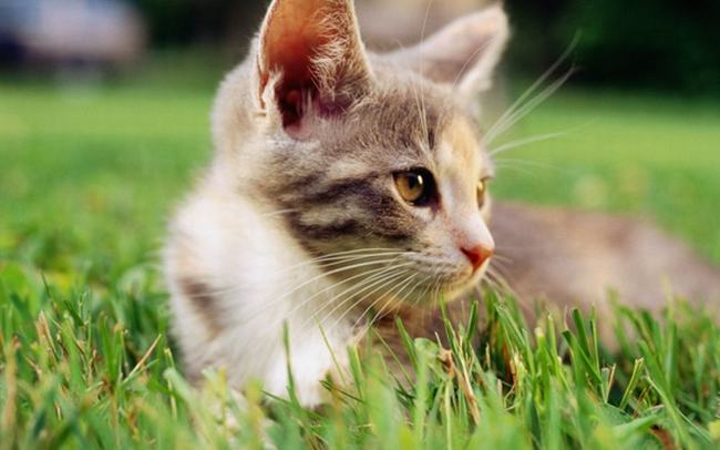 为什么猫的反应速度快?视觉嗅觉听觉胡须都很灵敏