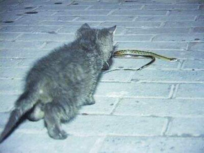为什么猫不怕蛇?猫的反应速度是蛇的7倍