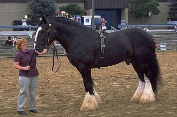关于马匹的10个世界之最，最大马高2米/最贵马1600万