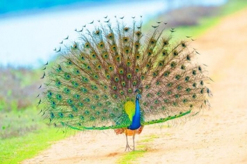 世界上最美的孔雀，绿孔雀（多达7种颜色/开屏后美爆了）