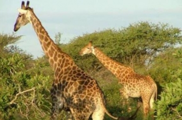 世界上最大最高的长颈鹿，高达5.8米（高到没女朋友）