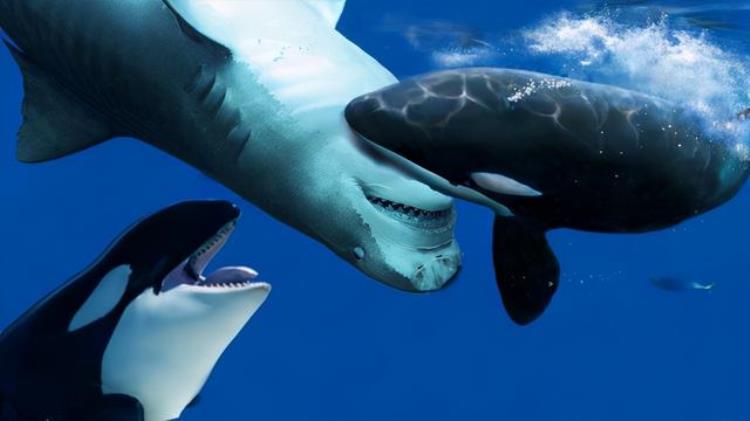 大白鲨捕食蓝鲸,蓝鲸比赛虎鲸谁胜利了