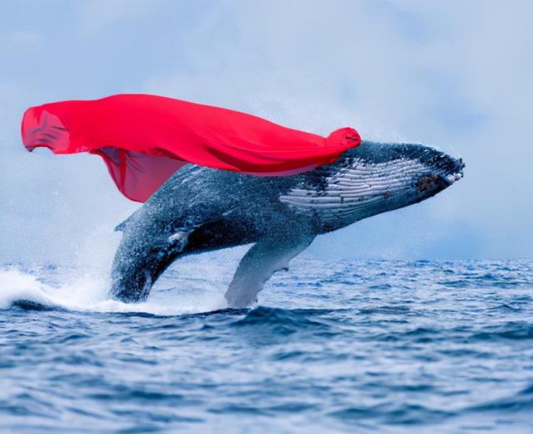 大白鲨捕食蓝鲸,蓝鲸比赛虎鲸谁胜利了