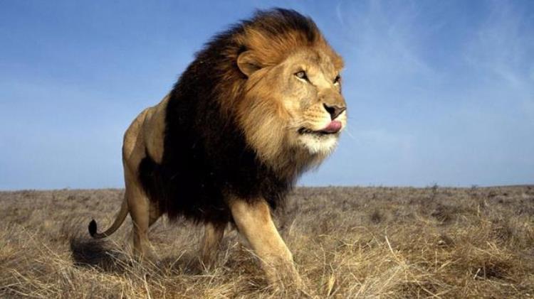最大的雄狮辛巴,白色雄狮组成的雄狮联盟