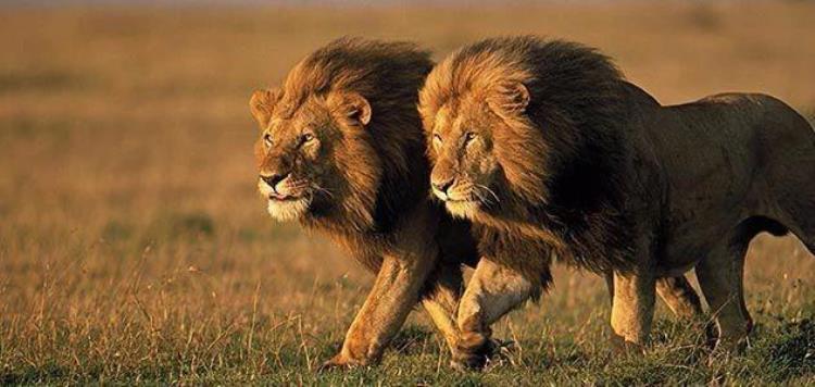 最大的雄狮辛巴,白色雄狮组成的雄狮联盟
