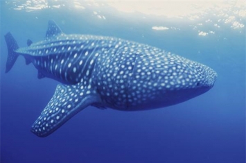 世界上最长的鱼 鲸鲨（长度达8米最长的有20米）