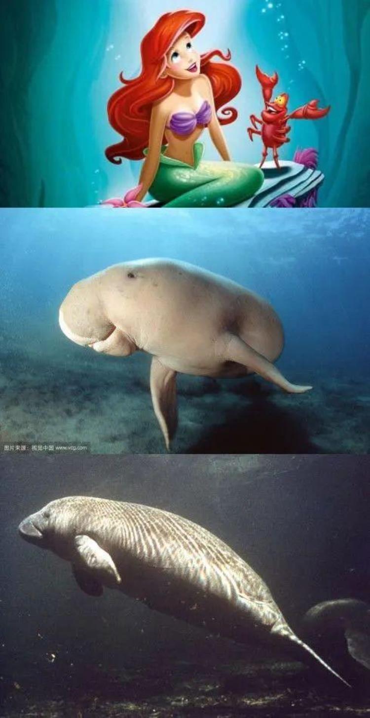 原来美人鱼是真实存在的可惜已灭绝,美人鱼是不是已经灭绝了呢
