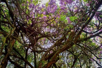 世界上最神奇的10棵树 里斯本树木长在葡萄牙树枝庞大