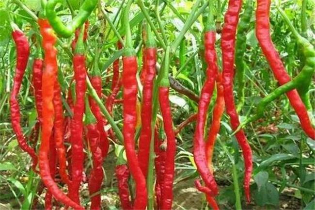 世界上最奇特的16种辣椒 卡罗莱纳死神辣度很强吃了喷火