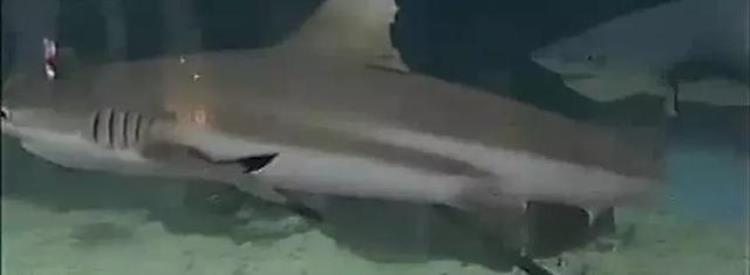 鲨鱼伤人事件海洋馆「鲨鱼伤人事件最新消息」