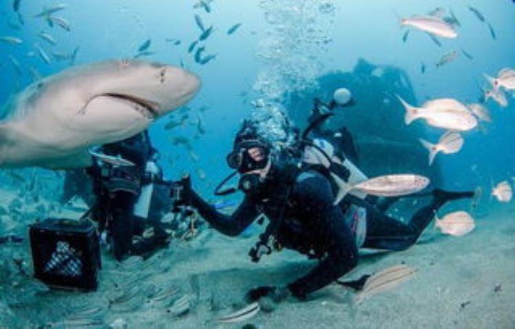鲨鱼伤人事件海洋馆「鲨鱼伤人事件最新消息」