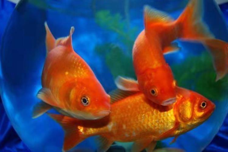 适合新手养殖的三种冷水观赏鱼我们应该如何选择饲养,哪种观赏鱼适合新手养