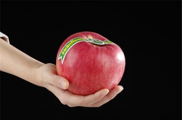 世界上最大的苹果 世界一号苹果（日本种植）