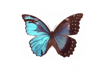 世界上最大的皇蛾蝶 226毫米（翅膀长张开和人手掌差不多）