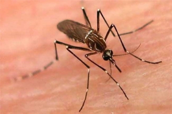 世界最大蚊子是什么 华丽巨蚊（身长4厘米颜色鲜艳）