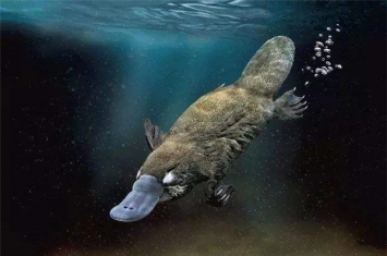 世界上最奇特的活化石 鸭嘴兽（几千年前就存在）