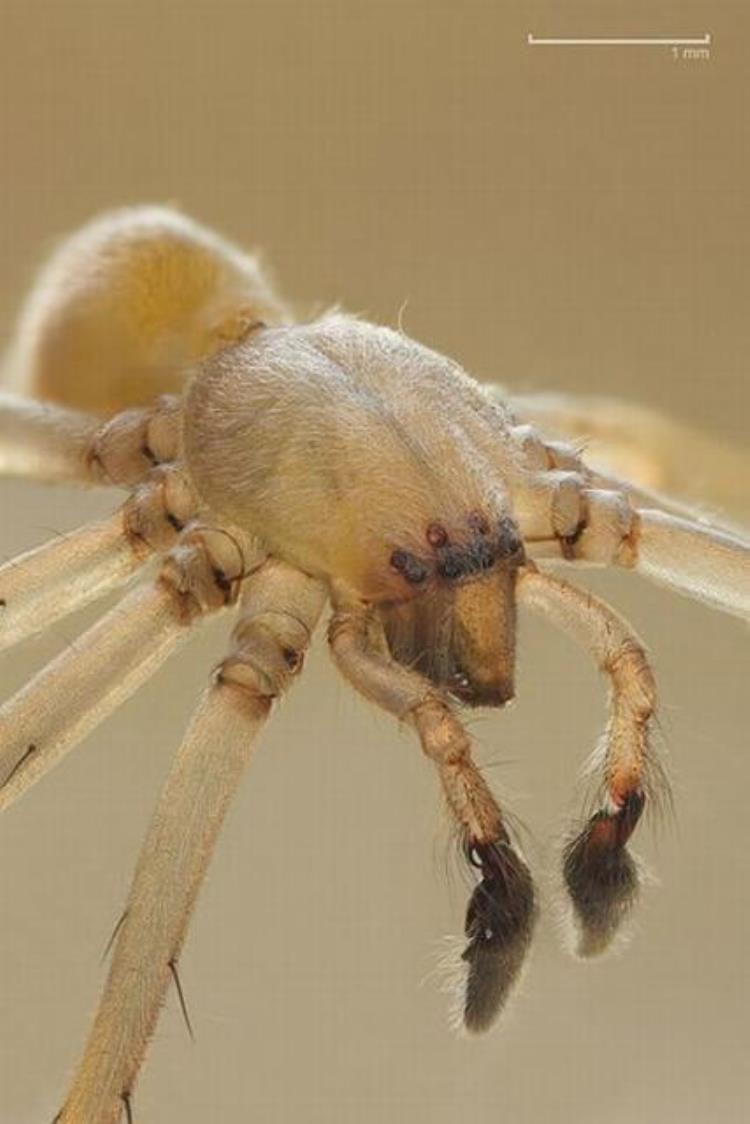 最毒的蜘蛛黑寡妇,世界5大毒蜘蛛排名