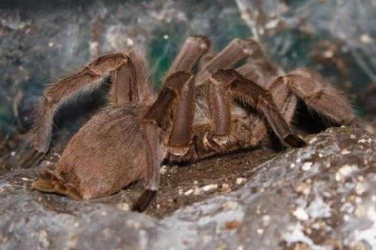 最毒的蜘蛛黑寡妇,世界5大毒蜘蛛排名