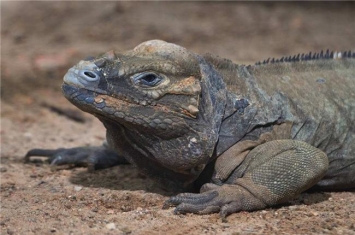 世界上最长寿的犀牛鬣蜥 共生存了69年相当神奇