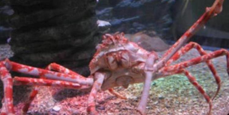 世界上脚最长的螃蟹,世界上最大的螃蟹的钳子有多大