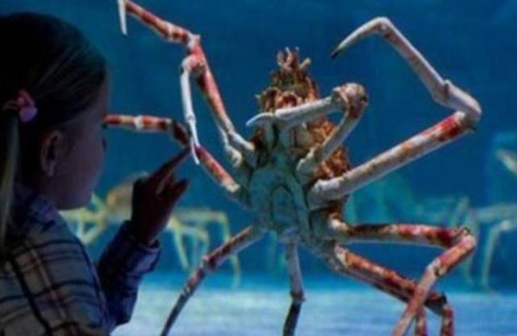 世界上脚最长的螃蟹,世界上最大的螃蟹的钳子有多大