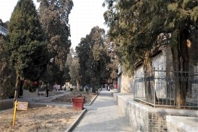 四大古老树种 珙桐主要存活在中国南部地区历史悠久