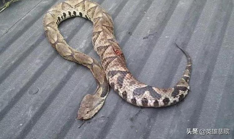 五步蛇与银环蛇哪个更危险一点,银环蛇跟五步蛇哪个毒