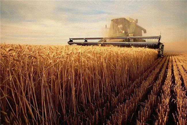 世界小麦产量排名 中国上榜美国平原地区多机械化高