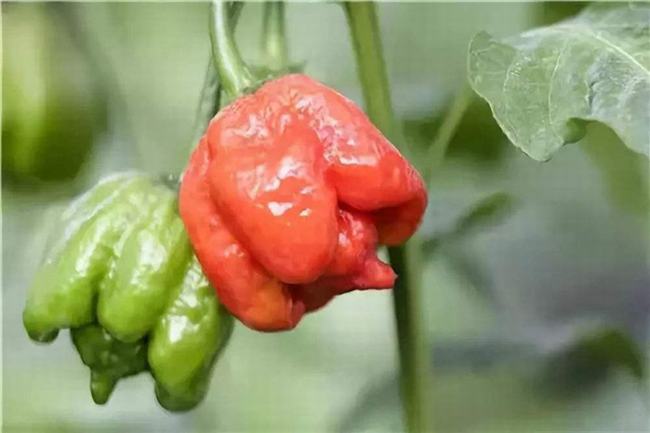 世界上最辣的辣椒排名前十 鸟眼辣椒虽然个头小但是超辣