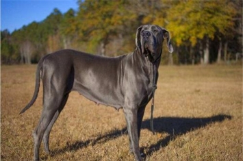 世界上最高大狗有哪些 大丹犬是世界上最高大狗之一