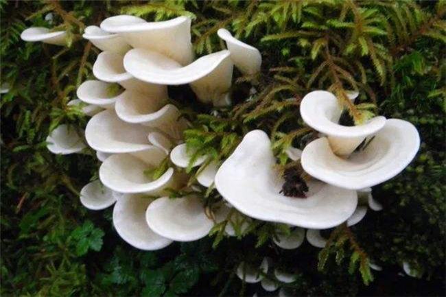 世界上最毒的十种蘑菇 毁灭天使菌有强大的毁灭性