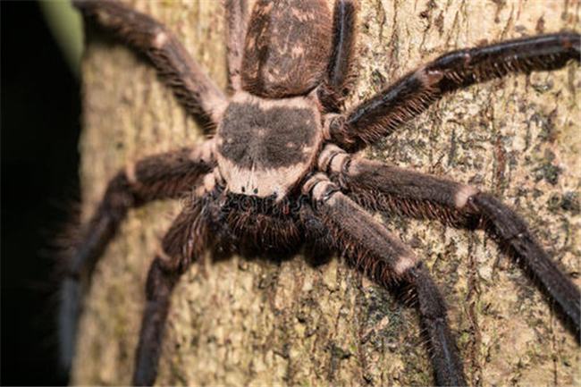 世界上最大的蜘蛛排行 骆驼蜘蛛是世界上体型最大的蜘蛛