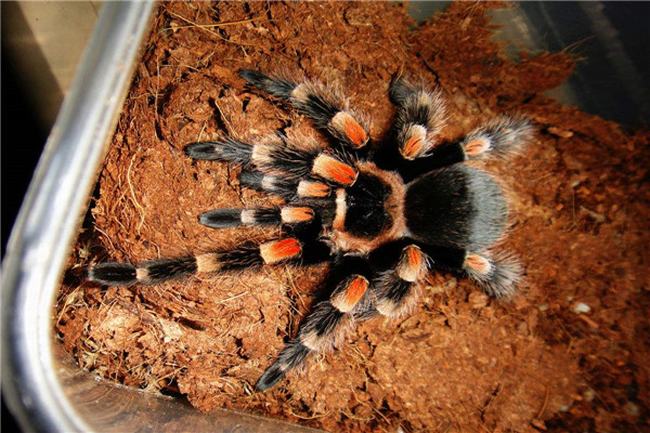 世界上最大的蜘蛛排行 骆驼蜘蛛是世界上体型最大的蜘蛛