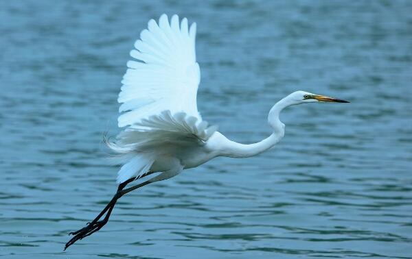白领翡翠：世界上最好看的鸟（浑身蓝白色美的惊人）