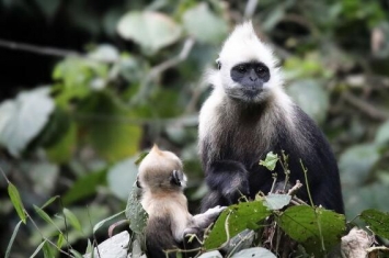 白头叶猴：世界上最稀有的猴子（中国仅剩800多只）
