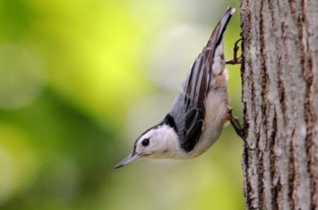白胸鳾：世界上唯一能头向下爬树的鸟（北美洲小型燕雀）
