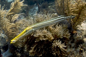 斑点管口鱼：世界上身体最奇特的鱼（身体像个软水管）