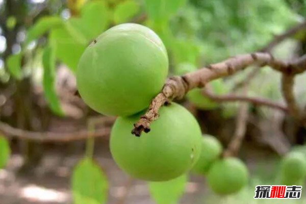 世界上最毒的10种植物，夹竹桃在中国南方随处可见（误食致命）