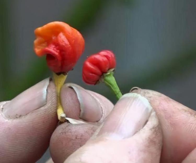 世界上最辣的辣椒威力如何「世界上最辣的食用辣椒」