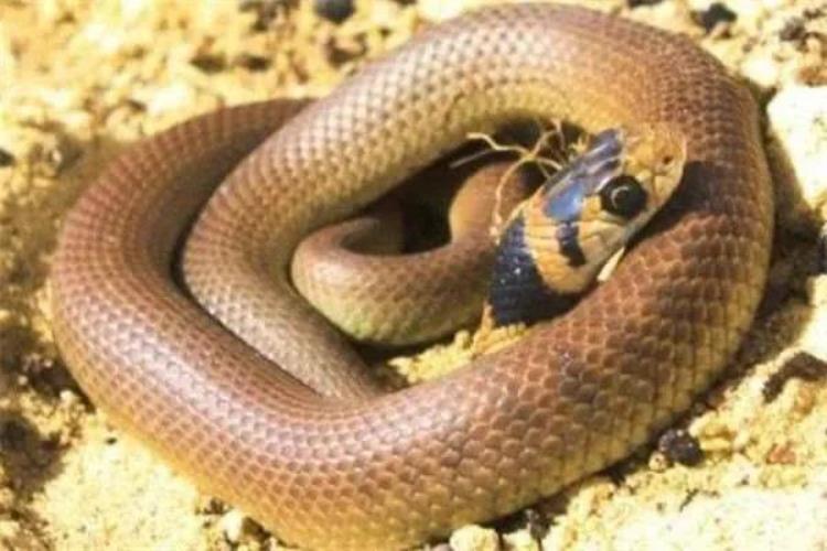 世界十大毒蛇排名眼镜王蛇不是第一,银环蛇VS眼镜王蛇