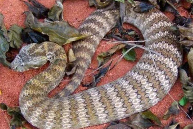 世界十大毒蛇排名眼镜王蛇不是第一,银环蛇VS眼镜王蛇