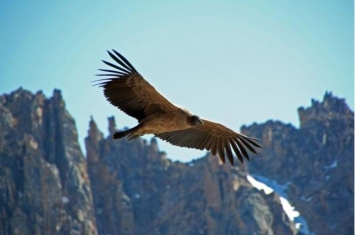 世界上飞得最高的鹰,秃鹰的飞行高度可在多少千米以上